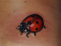 Татуировка божья коровка на боку