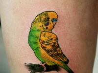 Татуировка попугайчик на бедре