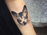 Тату голова кота на предплечье