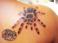 Татуировка паук на плече