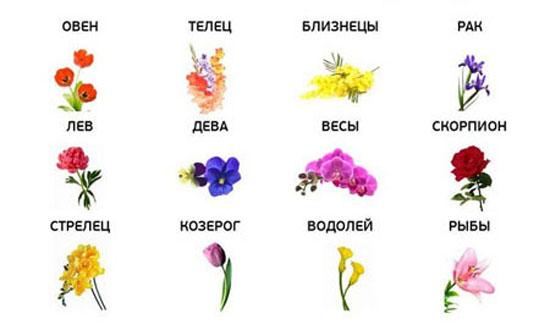 Цветы знаков зодиака